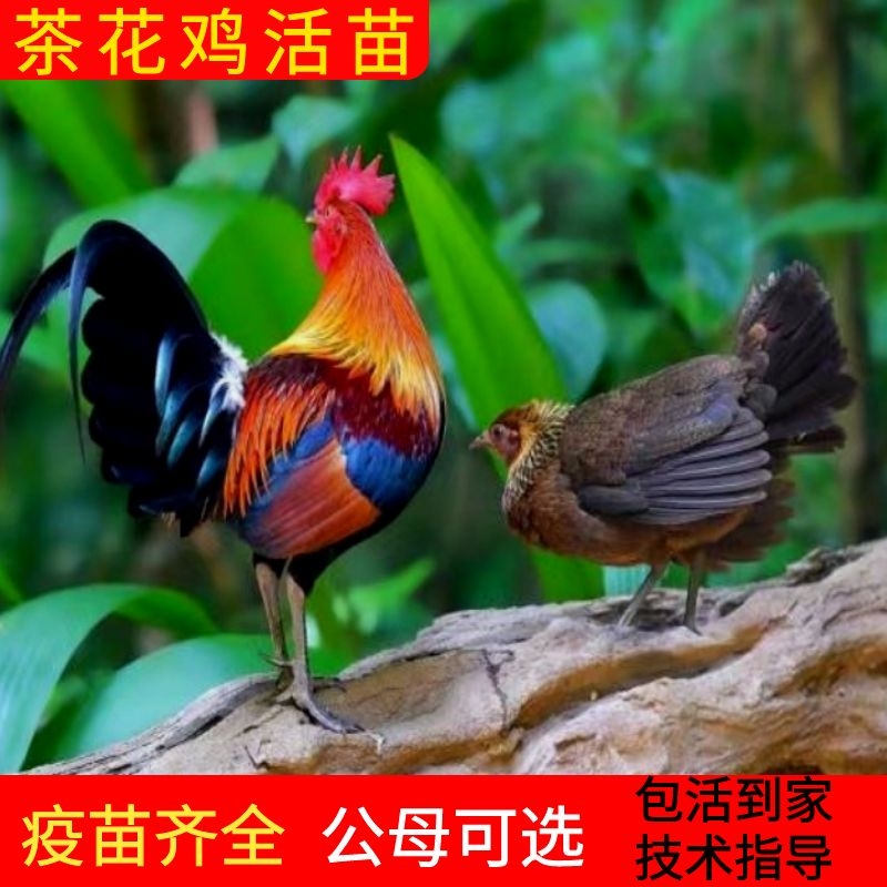 纯种云南矮脚茶花鸡活脱温苗半大鸡白耳二代原鸡观赏鸡山鸡活苗