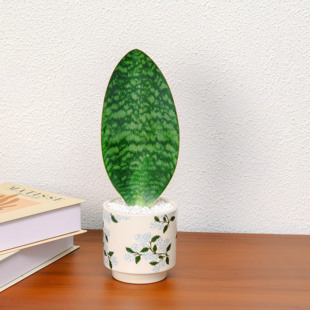 虎皮兰盆栽客厅绿植稀有品种宝镜金边虎尾兰植物室内盆景净化空气