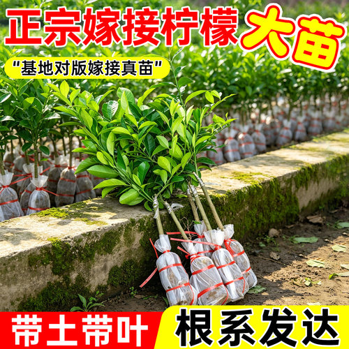 广东香水柠檬苗四季无核嫁接果树