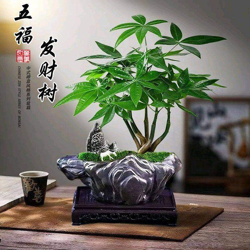 五福临门发财树盆栽创意五辫子造型盆景桌面创意绿植趣味四季常绿,鲜花速递/花卉仿真/绿植园艺,绿植,淘宝优惠券,粉丝福利购,淘宝优惠卷