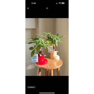 单杆发财树+红色圣诞鞋子盆+红色围脖+招财运卡片+黑沙+接水盘