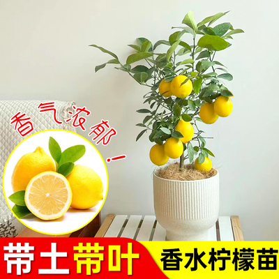 香水柠檬树苗盆栽带果室内室外结