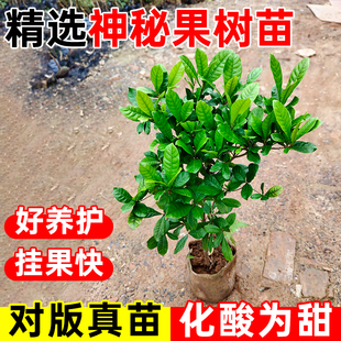 神秘果果树果苗盆栽云南神秘果鲜果干变味果四季阳台庭院盆栽地栽