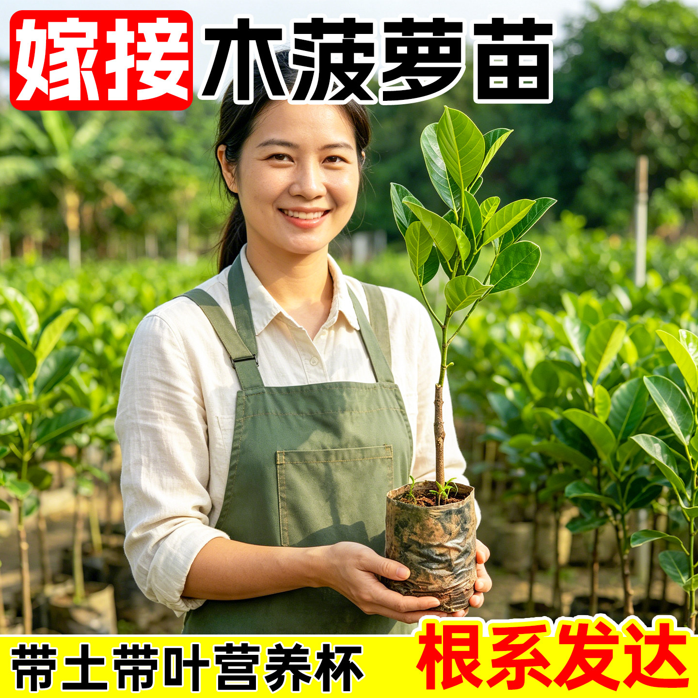 木菠萝苗泰国8号菠萝蜜树苗12号红肉四季黄肉榴莲蜜南方地栽盆栽