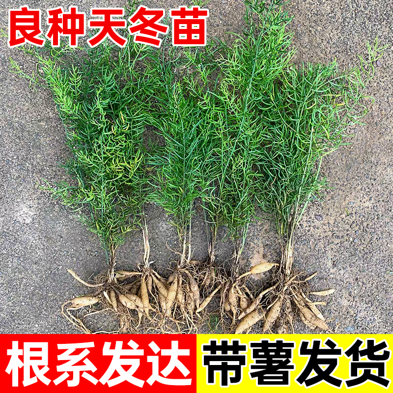 天冬种苗大天冬苗现挖现发中草药种植苗良种大天冬中药材苗种植