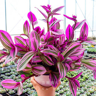 油画婚礼吊兰盆栽玫红色多肉植物观叶绿植花卉紫露草办公桌面室内