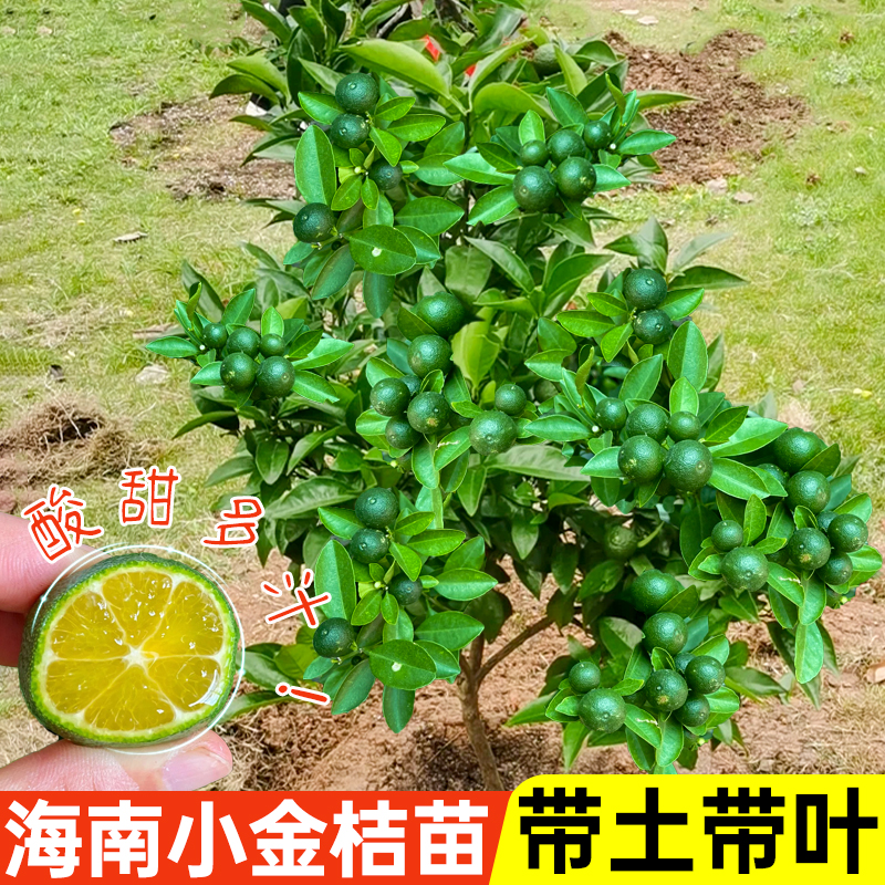 海南小金桔柠檬树苗嫁接四季小青