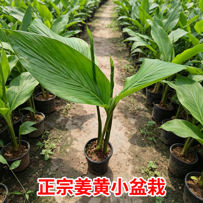 姜黄种苗小黄姜苗生姜苗