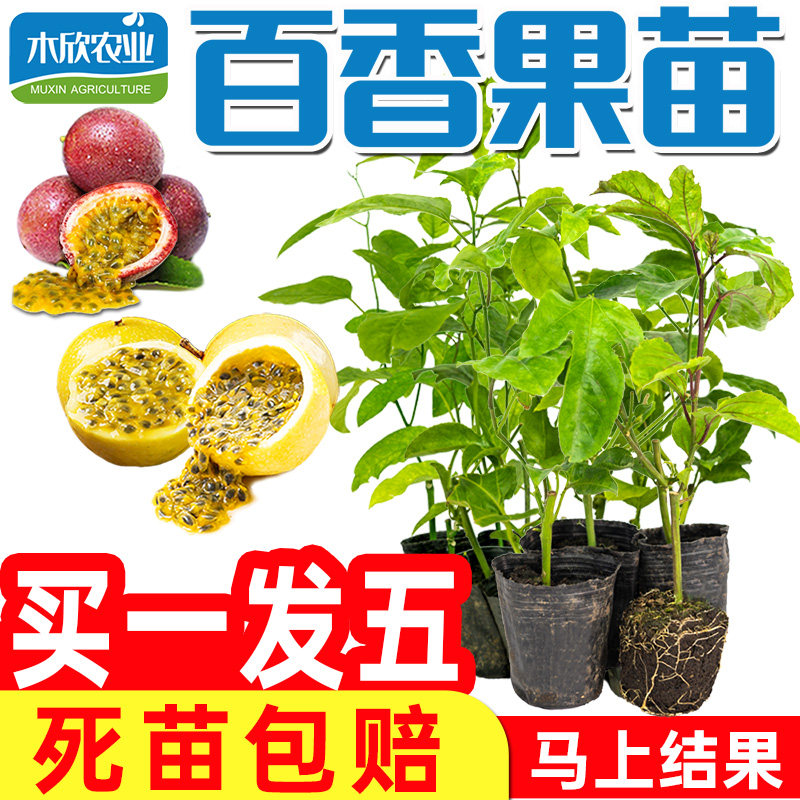 广西黄金百香果苗百香果树果苗纯甜四季结果特大爬藤南方阳台种植