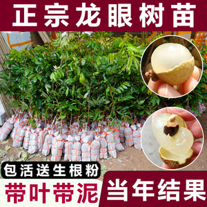 广西龙眼四季嫁接南方种植地栽