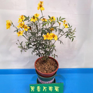 万寿菊盆栽种苗美观孔雀草黄菊花苗室内阳台花卉绿植盆栽中草药苗