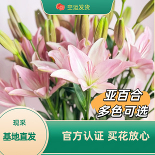 亚百合鲜花昆明地基多头鲜切花束送礼水养插花一件