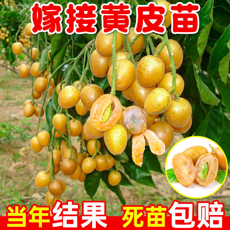 贵妃黄皮树苗鸡心无核紫肉黑金新品种果树果苗纯甜南方种植大庭院