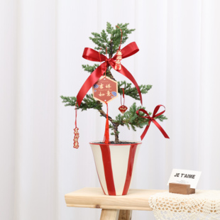 五层塔松盆栽祝福语桌面盆景办公室内绿植客厅中式禅意四季植物