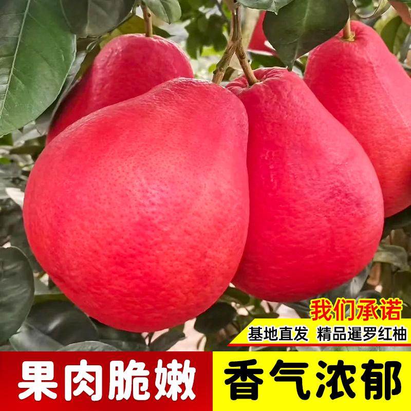 泰国暹罗红柚子树苗南北方地栽果树果苗盆栽嫁接柚子树苗带叶带土