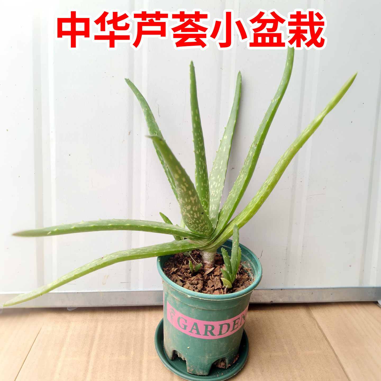 中华芦荟中草药盆栽斑纹芦荟护肤现挖现割带根盆栽庭院阳台绿植