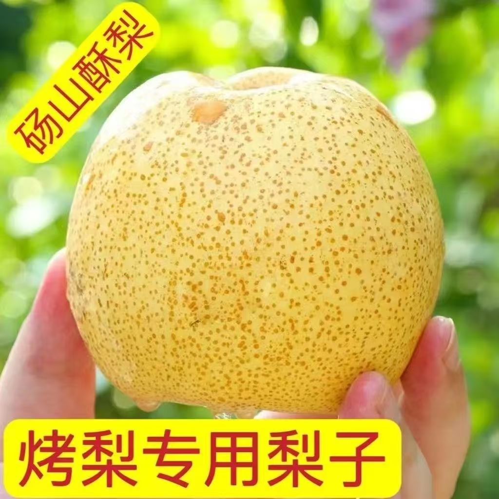 烤梨专用梨安徽酥梨砀山梨现摘现发梨膏用小果梨水果梨酥梨整箱包