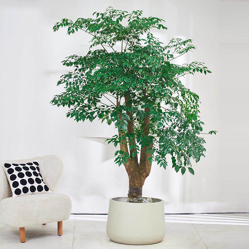 幌伞枫幸福树大盆栽多头大型绿植客厅办公室内落地老树桩常绿植物