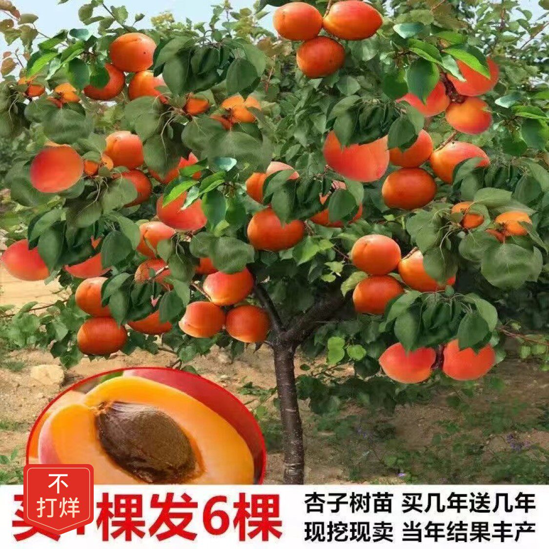 【48小时发货】嫁接新品杏树苗特大巨蜜王杏南北方种植盆栽庭院杏