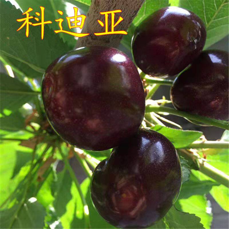 科迪亚樱桃苗盆栽地栽南方北方种植大车厘子果树苗丰产当年结果