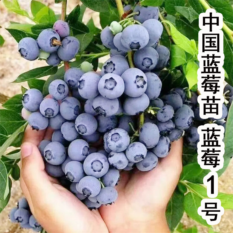 中国蓝美一号蓝莓苗南北方种植矮丛蓝莓树果苗盆栽庭院水果树果苗