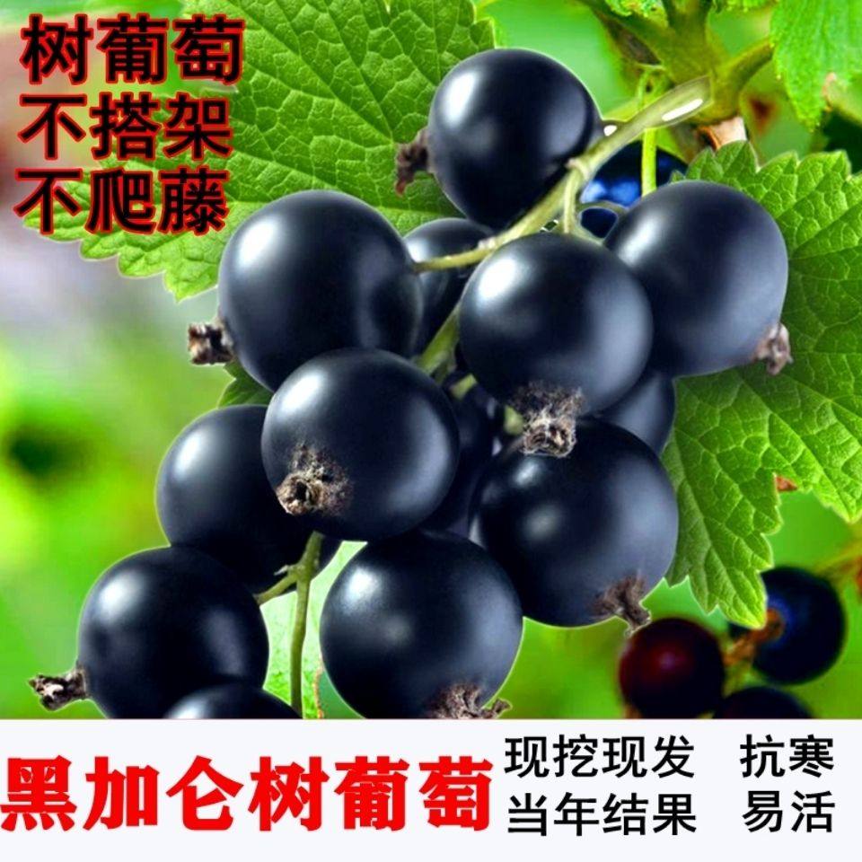 树葡萄果树苗不爬藤不搭架黑加仑新品耐寒当年结果盆栽南北方种植