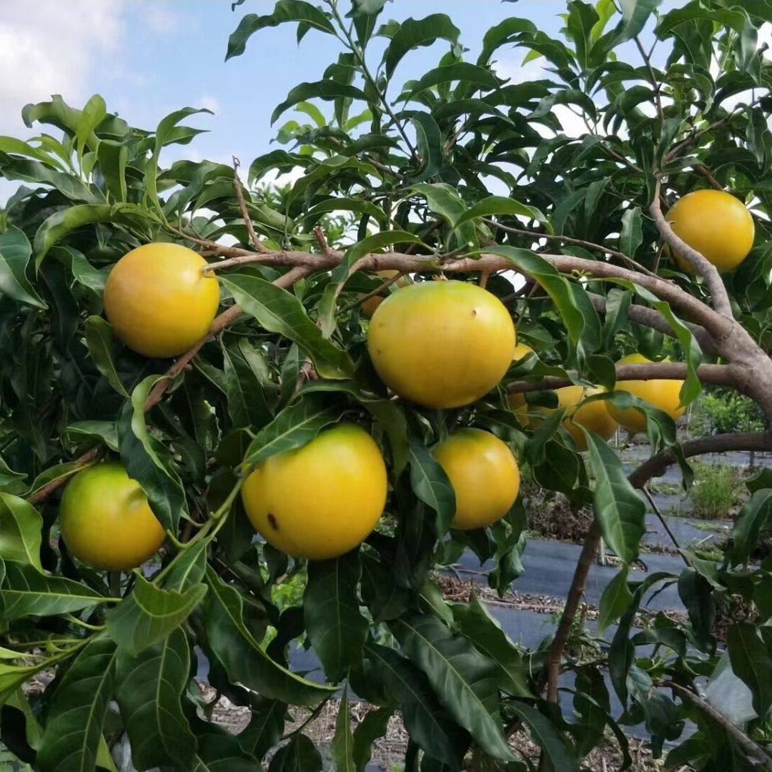 新品黄晶果嫁接白晶黄宝石佳蜜 四季黄晶果原土带叶 广东湛江发货
