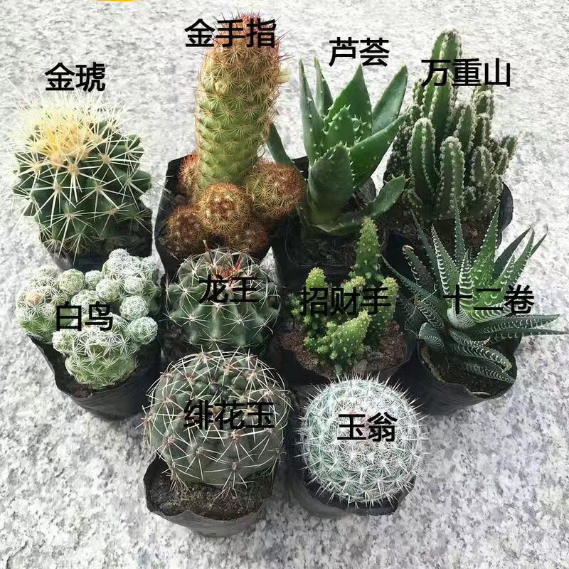 多肉植物仙人掌球开花吸