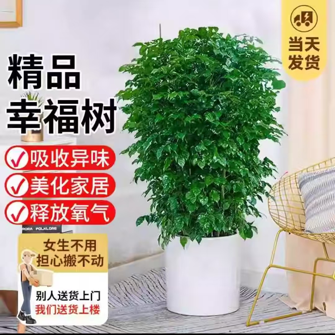 福尚來(lái)幸福樹盆栽植物室內(nèi)客廳辦公室凈化空氣綠植大型幸福