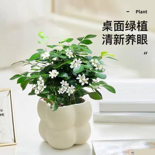 北欧绿植ins云朵盆办公室