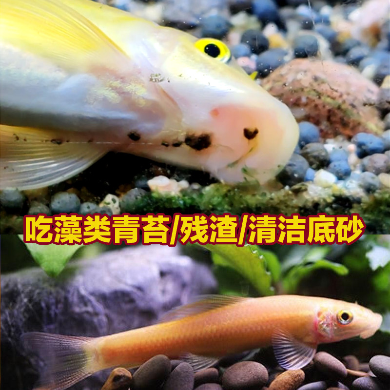 金苔鼠鱼缸清洁鱼热带观赏鱼吃粪便青苔垃圾鱼除藻鱼彩虹鲨清道夫