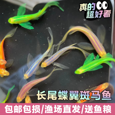 长尾荧光蝶翼斑马鱼观赏鱼