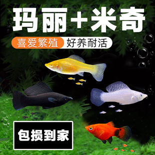 玛丽鱼米奇鱼淡水鱼易活好养小型胎生繁殖生宝宝热带观赏鱼斑马鱼