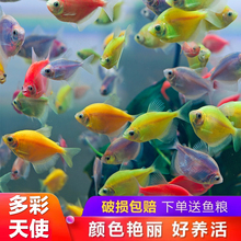 【多彩天使鱼】热带观赏鱼群游大号天使鱼好养耐活淡水冷水宠物鱼