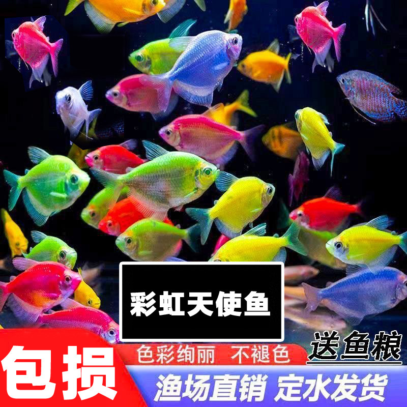 多彩天使鱼淡水热带观赏鱼
