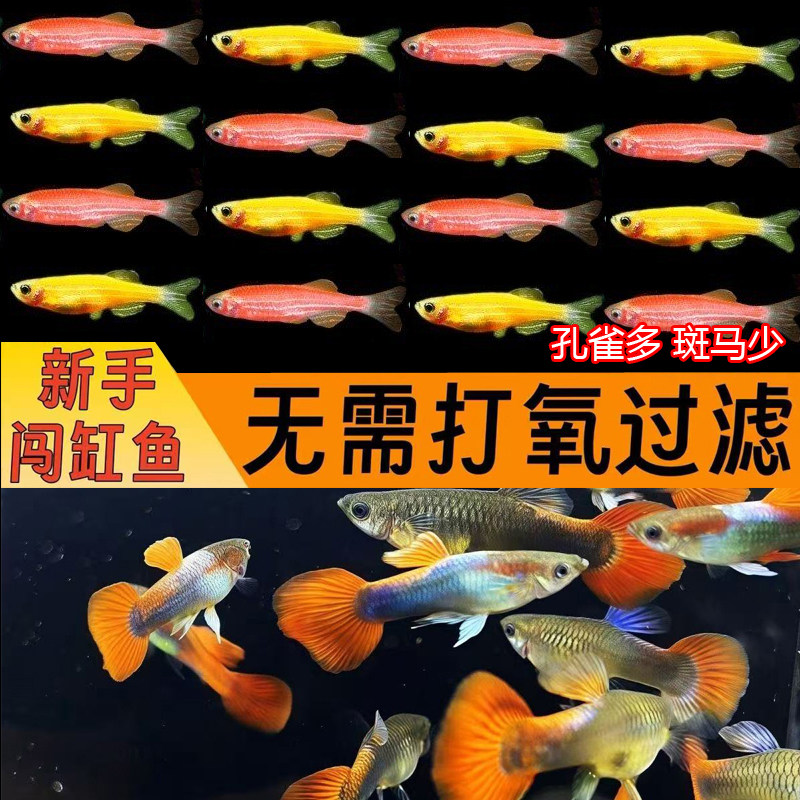 30条【斑马+孔雀混合】小型热带鱼淡水鱼斑马孔雀凤尾鱼耐活好养