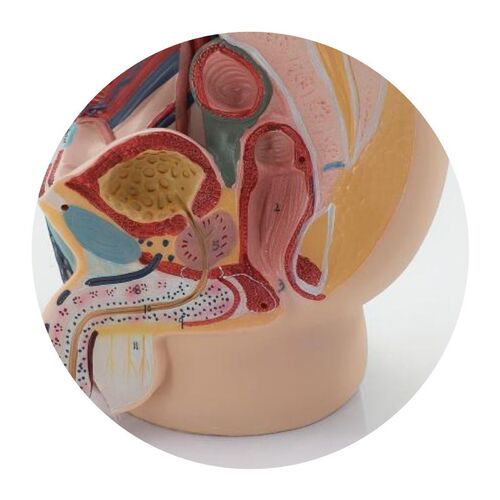 女性生殖模器模型素材模板 女性生殖模器模型图片下载 小麦优选