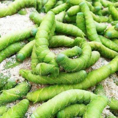 钓鱼鲜活绿色连云港猪儿虫豆丹豆