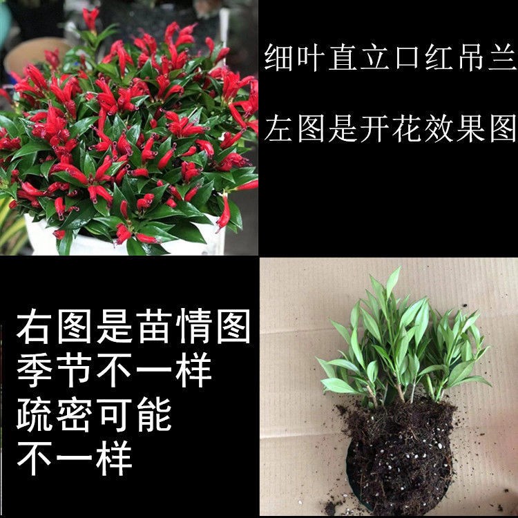 新品种直立口红吊兰金凤还巢室内半阴类盆栽花卉植物易养花期长