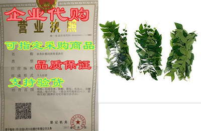 Rani Fresh Curry Leaves 3oz (Pack of 3 x 1oz) ~All Natura