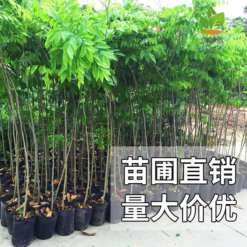正宗海南黄花梨树苗带土带叶南方种植易种盆栽名贵树木黄花梨树苖