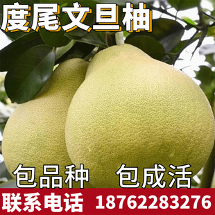 度尾文旦红心柚子树苗带土南北方庭院地栽大果苗盆栽嫁接当年结果