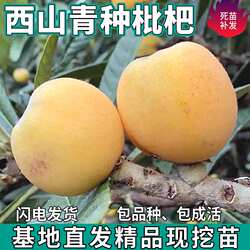 西山青种枇杷苗活苗嫁接南北方种植庭院地栽盆栽琵琶树苗当年结果
