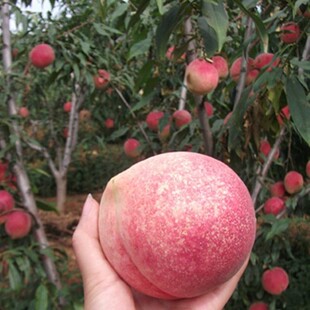 巨型冬桃树果苗嫁接晚熟脆甜桃树苗南方北方种植地栽盆栽大桃子树