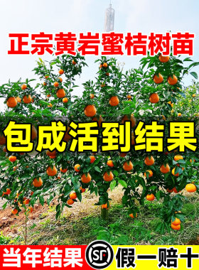 黄岩蜜桔苗嫁接子树无核甜