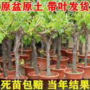 种植盆栽南北方耐寒庭院爬藤 阳光玫瑰葡萄树苖巨峰果树苗无籽四季