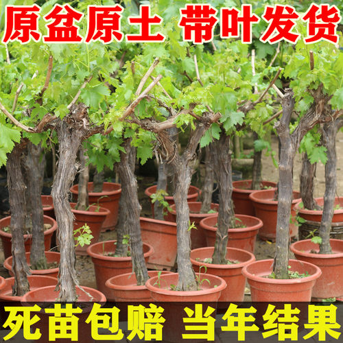 阳光玫瑰巨峰原土带叶葡萄树苖