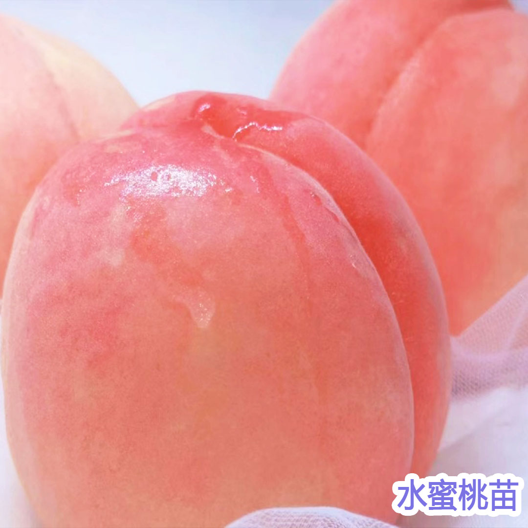 早熟阳山水蜜桃树果苗活嫁接