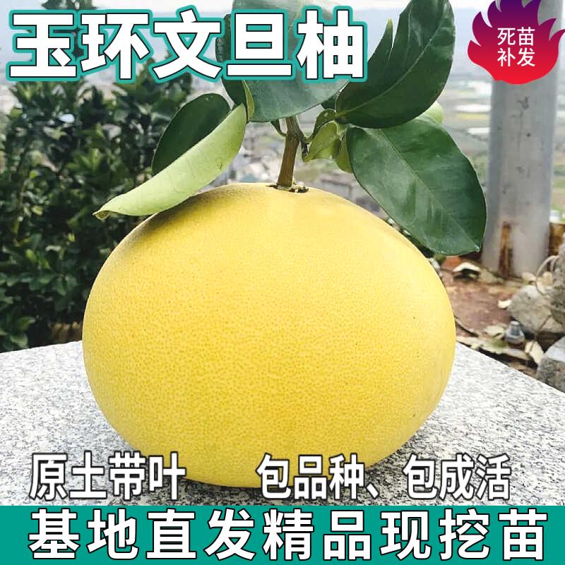 玉环文旦柚树苗南北方庭院图片