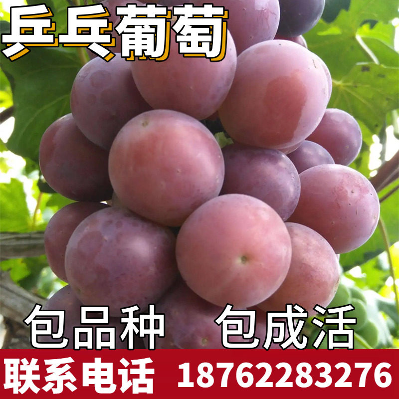 乒乓葡萄苗南北方庭院地栽种植特大爬藤耐寒盆栽嫁接无籽当年结果